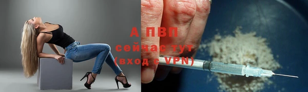 прущие грибы Белокуриха
